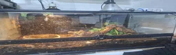 Python Snake reptiles for sale: Female Royal Python and Viv - Advert 2