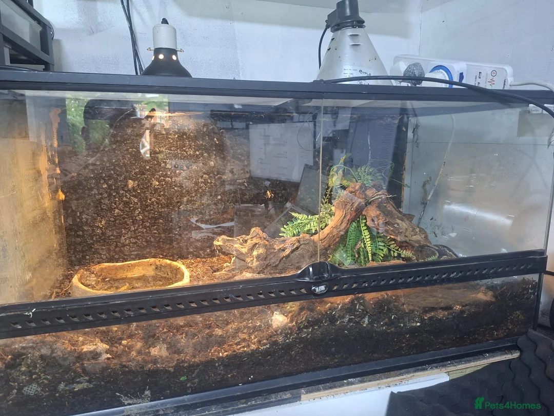 Python Snake reptiles for sale: Female Royal Python and Viv - Advert 2