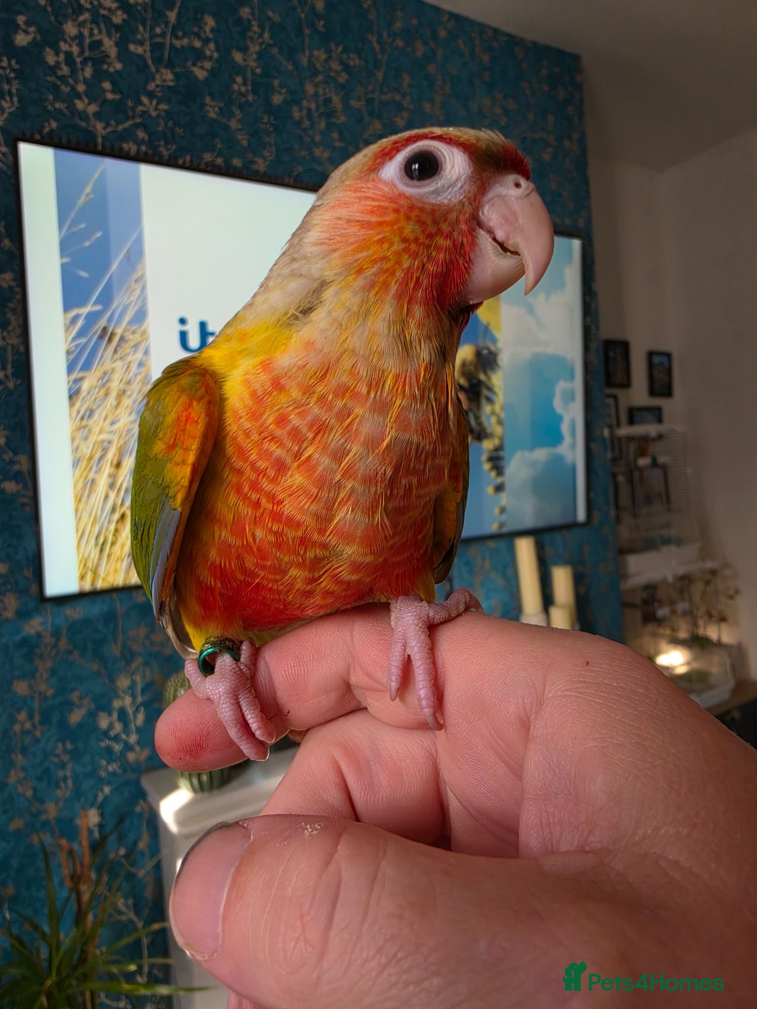 Conures birds 8 Week old! Hand-reared TAME RED Conure! 325 ono - Advert 18