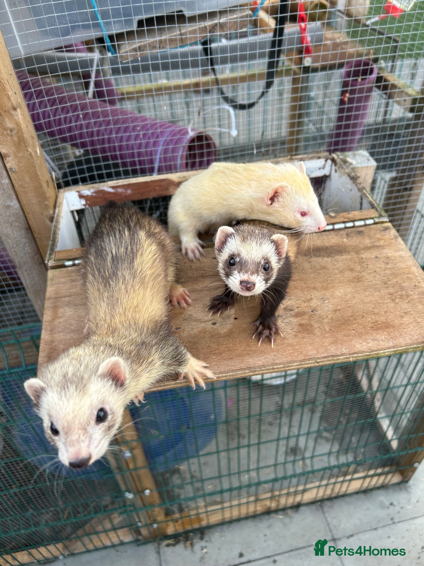 Ferret rodents Ferrets for sale – 2 males & 4 females - Advert 2