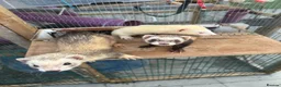 Ferret rodents for sale: Ferrets for sale – 2 males & 4 females - Advert 2
