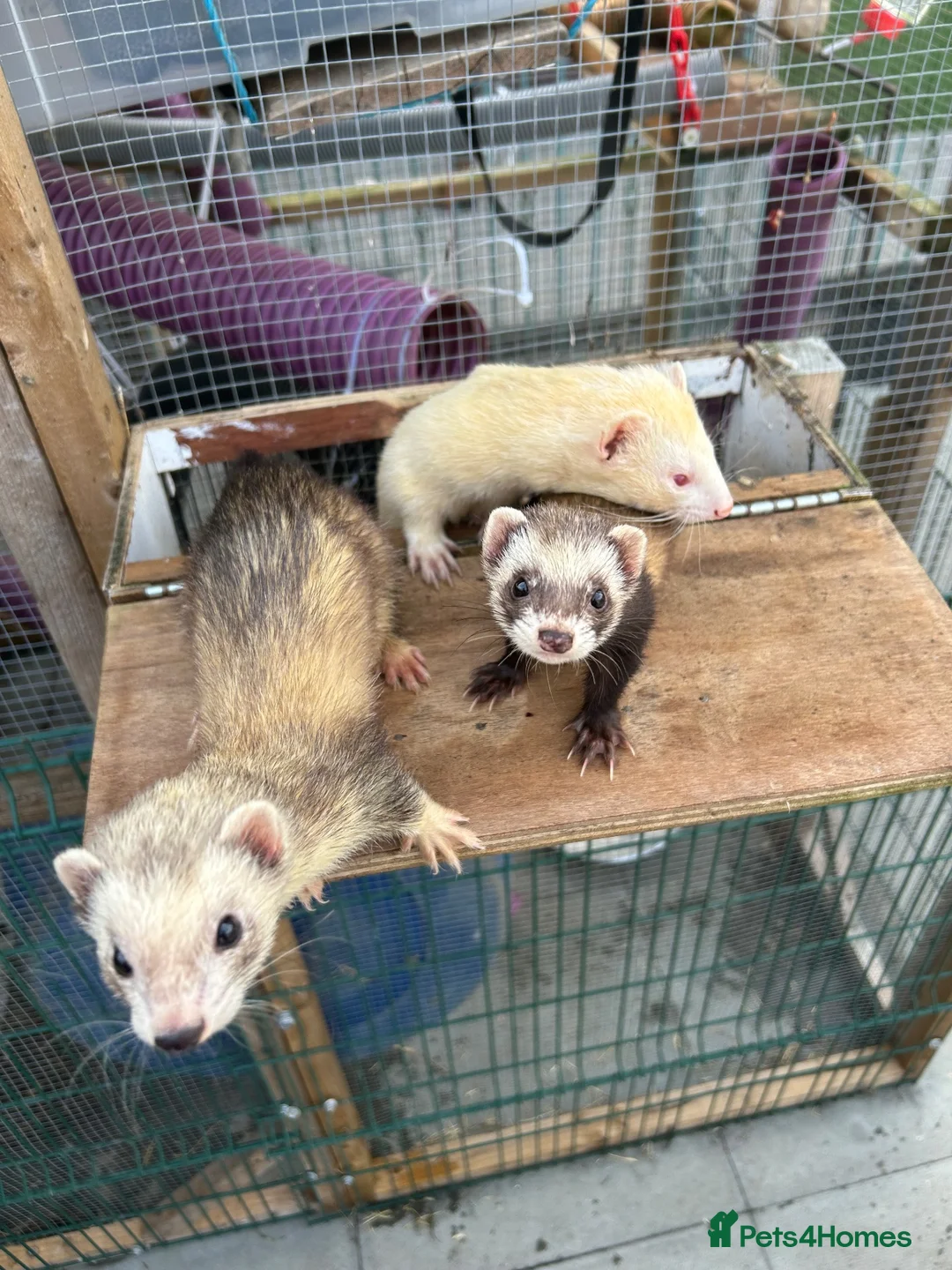 Ferret rodents for sale: Ferrets for sale – 2 males & 4 females - Advert 2