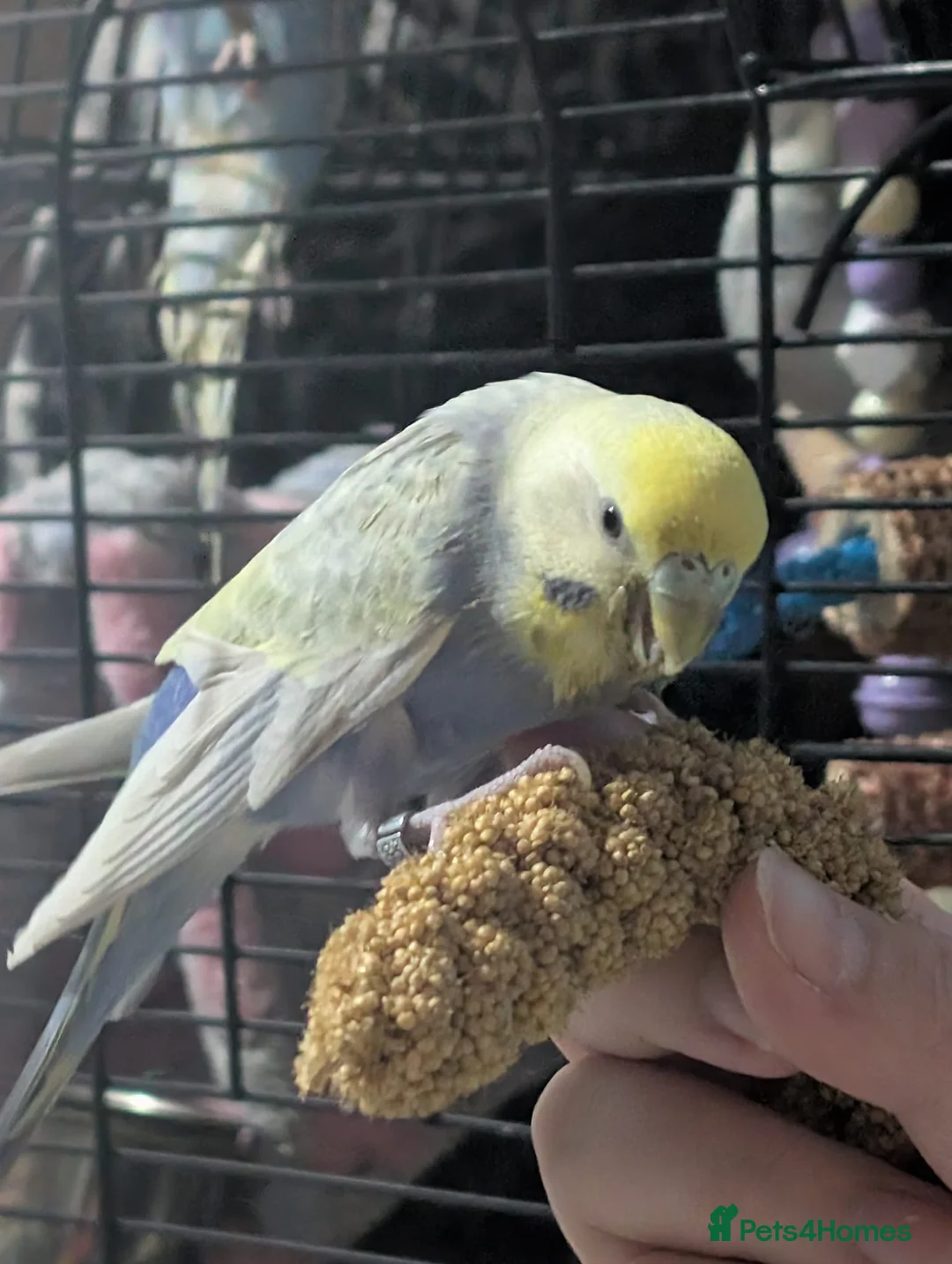 Budgerigars birds for sale: Breeding pair of budgies and cage  in Folkestone - Advert 7