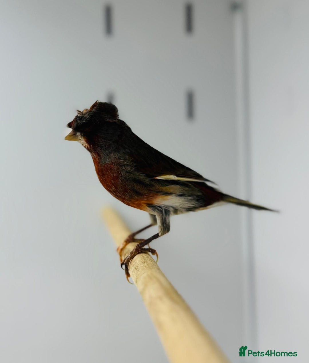 Canaries birds for sale: Harlequin canaries  - Advert 14