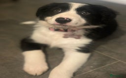 Border Collie dogs for sale: Beautiful girl non kc  - Image 2