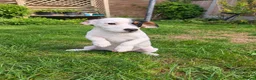 Jack Russell dogs for sale: Beautiful Jack Russell Puppies for sale 💙🐶🐾 - Advert 4