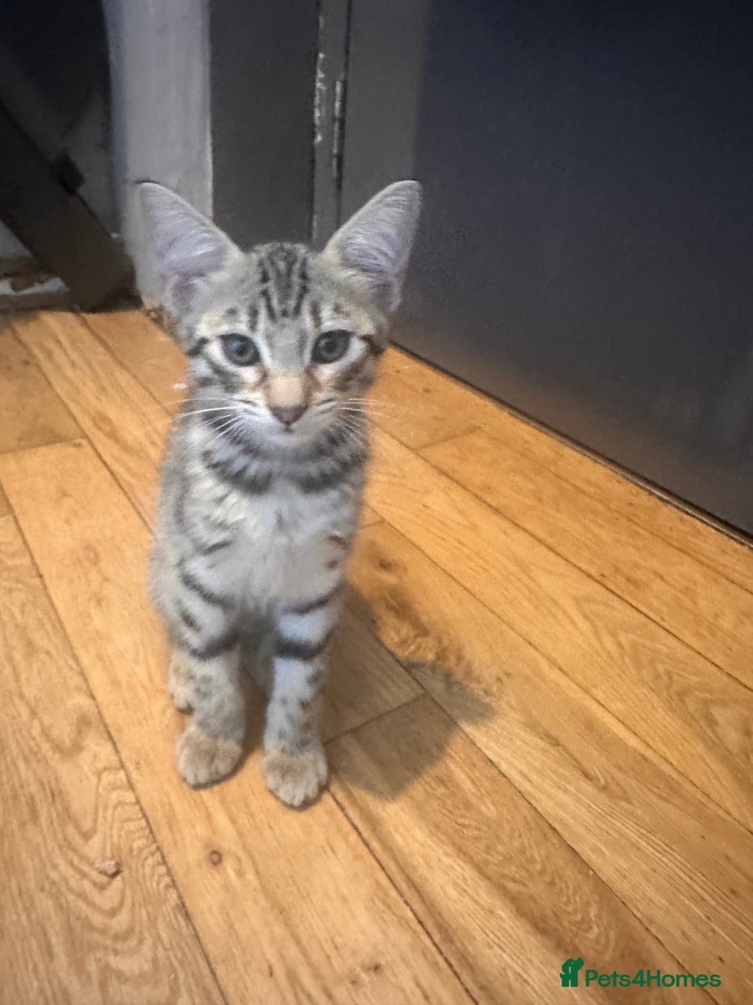Savannah cats for sale: African bloodline, savanna kittens - Image 11
