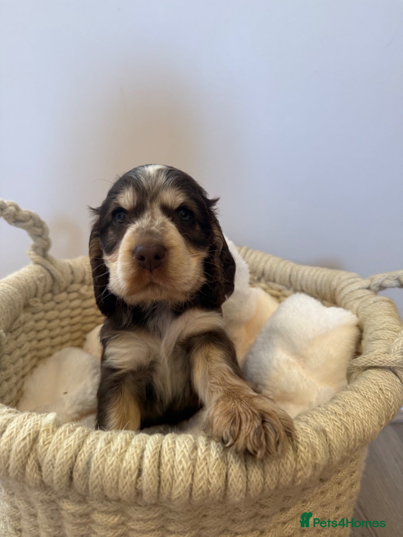 Cocker Spaniel dogs Beautiful litter of Show cocker spaniels - Advert 1