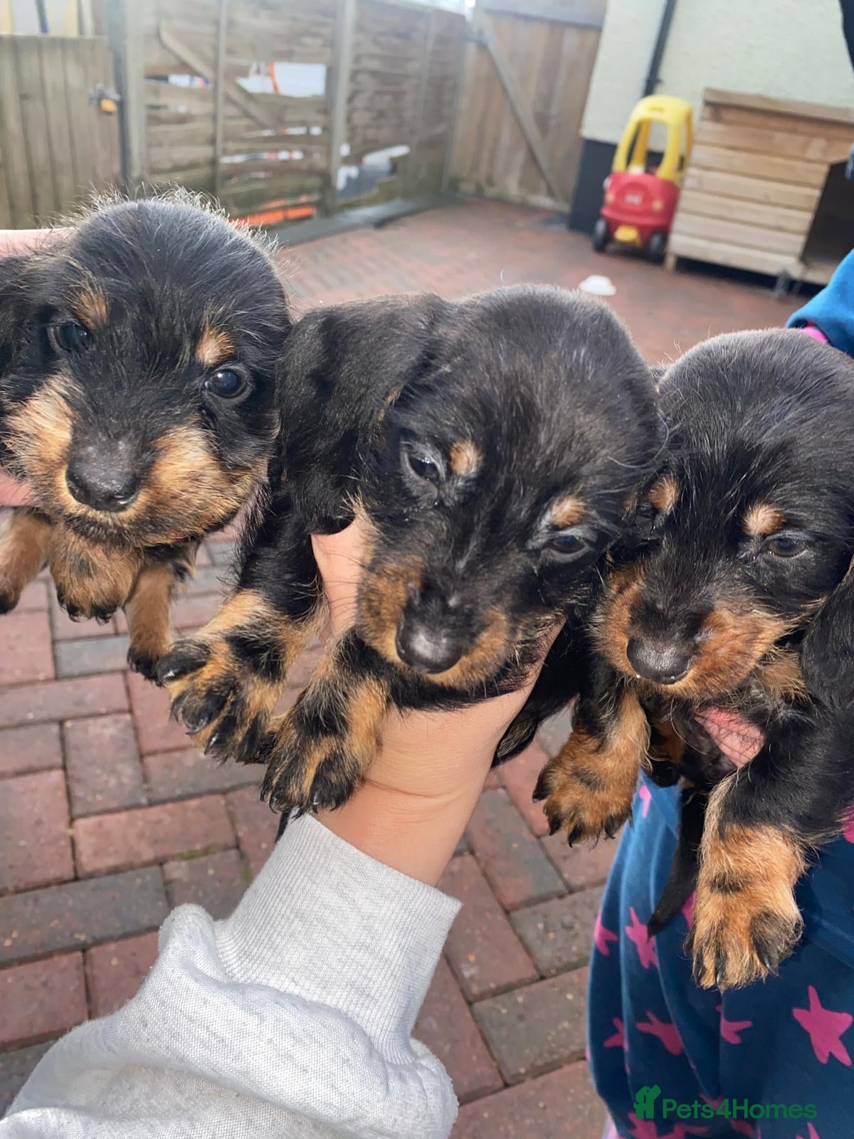 Miniature Dachshund dogs Beautiful Teckle puppies (Wire Hair Dachshunds) - Advert 17