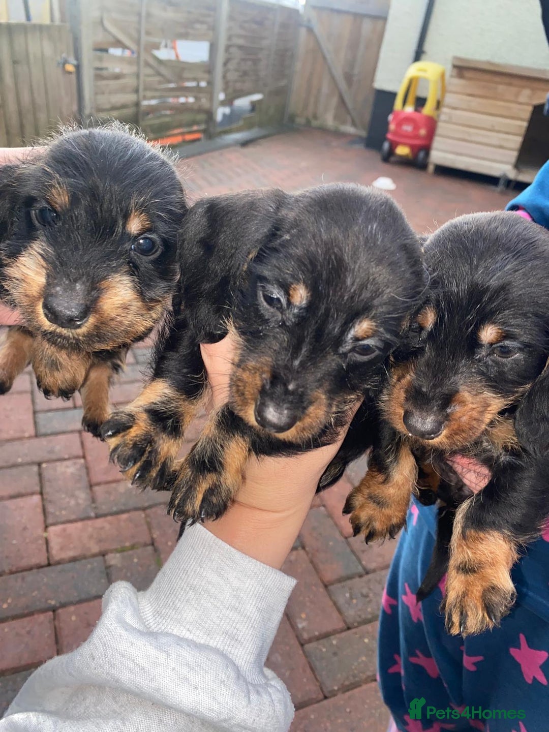 Miniature Dachshund dogs for sale: Beautiful Teckle puppies (Wire Hair Dachshunds) - Advert 12