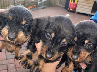 Miniature Dachshund dogs Beautiful Teckle puppies (Wire Hair Dachshunds) - Advert 9
