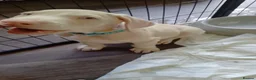 Dobermann dogs for sale: Doberman white male - Advert 8