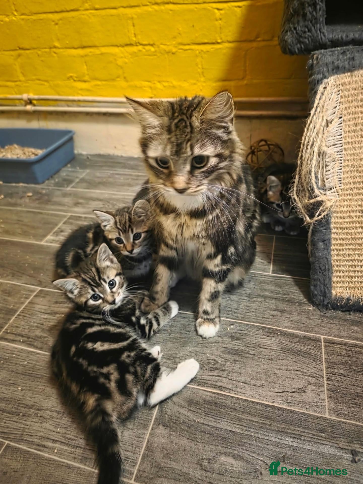 Mixed Breed cats lovely kittens  - Advert 4