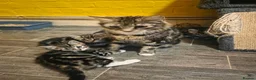 Mixed Breed cats for sale: lovely kittens  - Advert 1