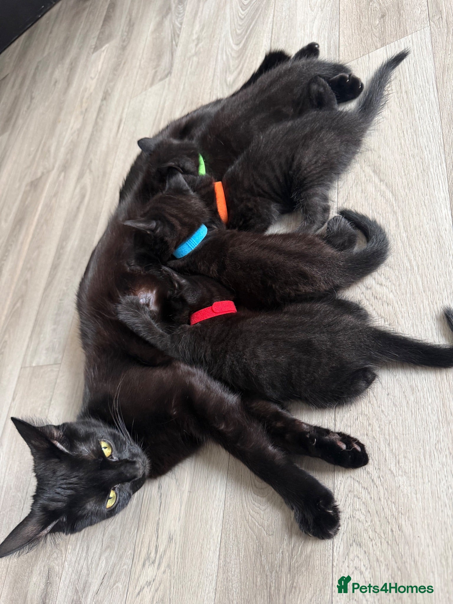 Mixed Breed cats Siamese X Longhaired Tabbys - Advert 1