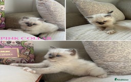 Ragdoll cats for sale: True to type, pure bred Ragdoll kittens  - Image 6
