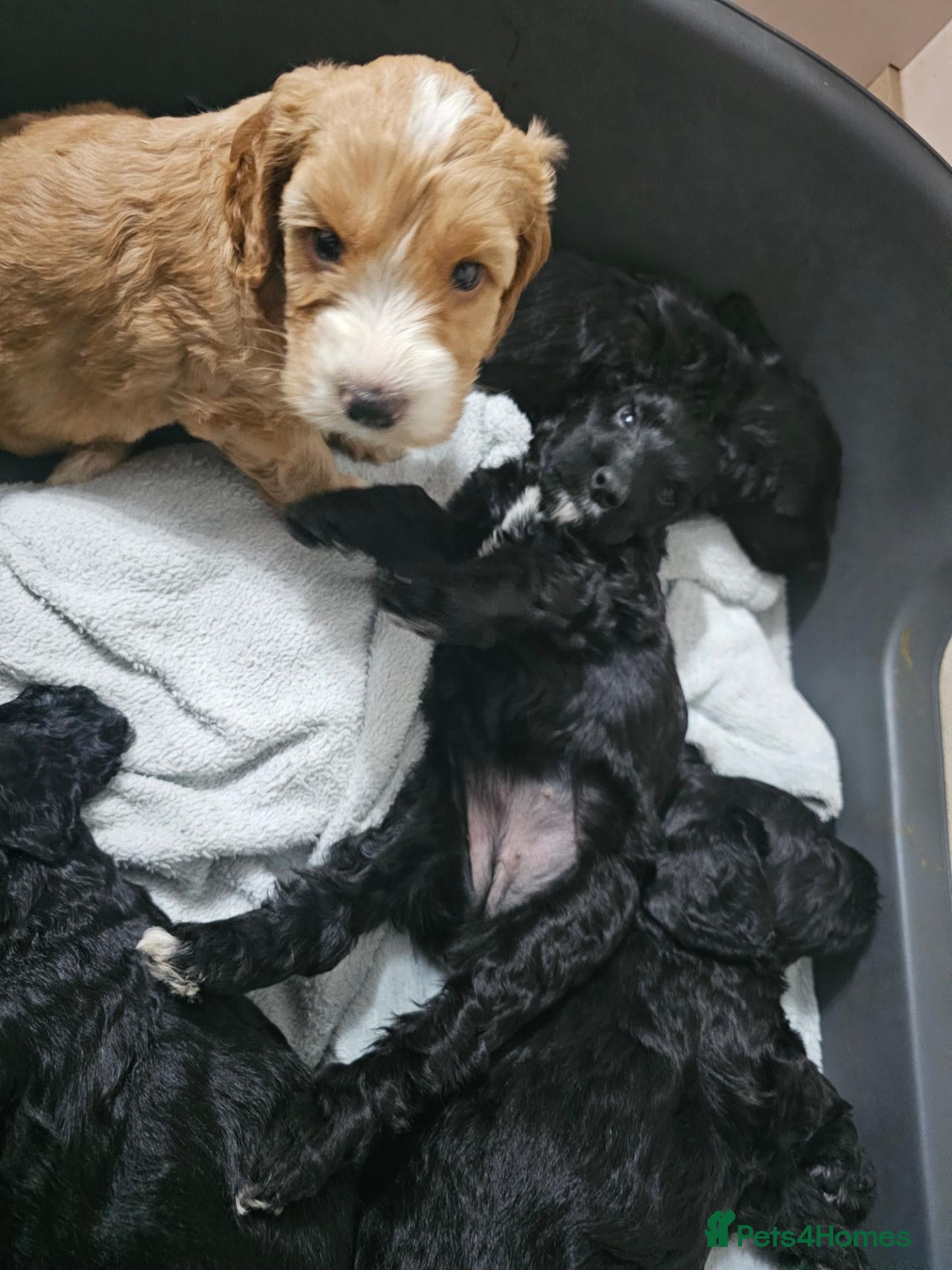 Cockapoo dogs Cockapoos puppies for sale  - Advert 2