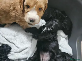 Cockapoo dogs Cockapoos puppies for sale - Advert 2