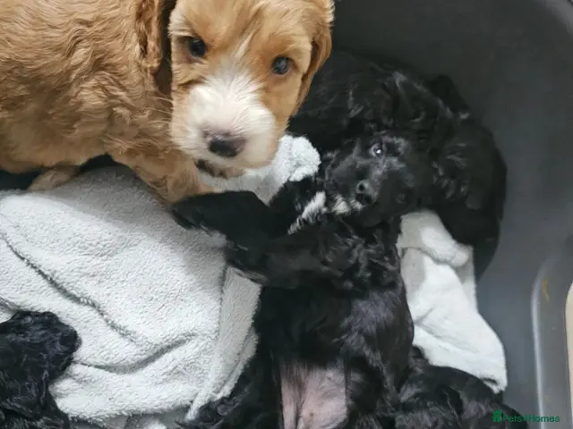 Cockapoo dogs Cockapoos 2 females puppies for sale - Advert 3