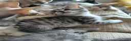 Mixed Breed cats for sale: 3/4 Maine coon. 1/4 sphynx - Advert 12