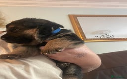 German Shepherd dogs for sale: German shepherd puppies kc registered - Image 14