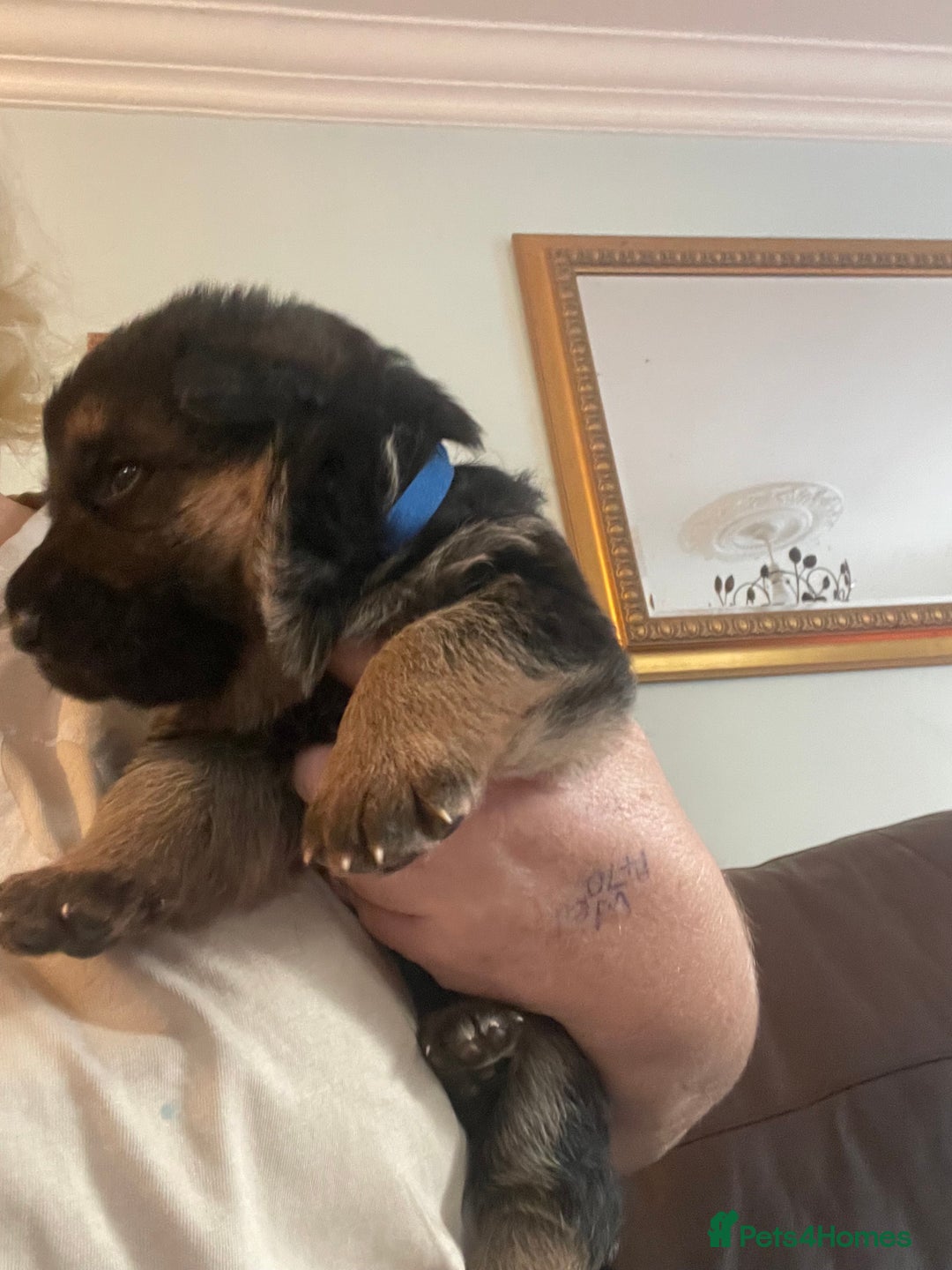 German Shepherd dogs for sale: German shepherd puppies kc registered - Image 14