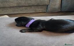 Dachshund dogs for sale: Beautiful Dachshund Puppies - Image 29