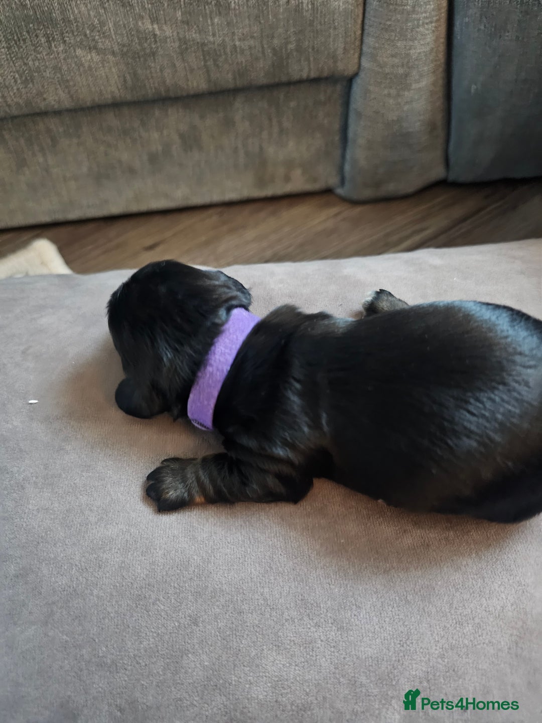 Dachshund dogs for sale: Beautiful Dachshund Puppies - Image 29