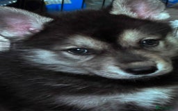 Shepsky dogs for sale: Siberian husky hybrids  - Image 33