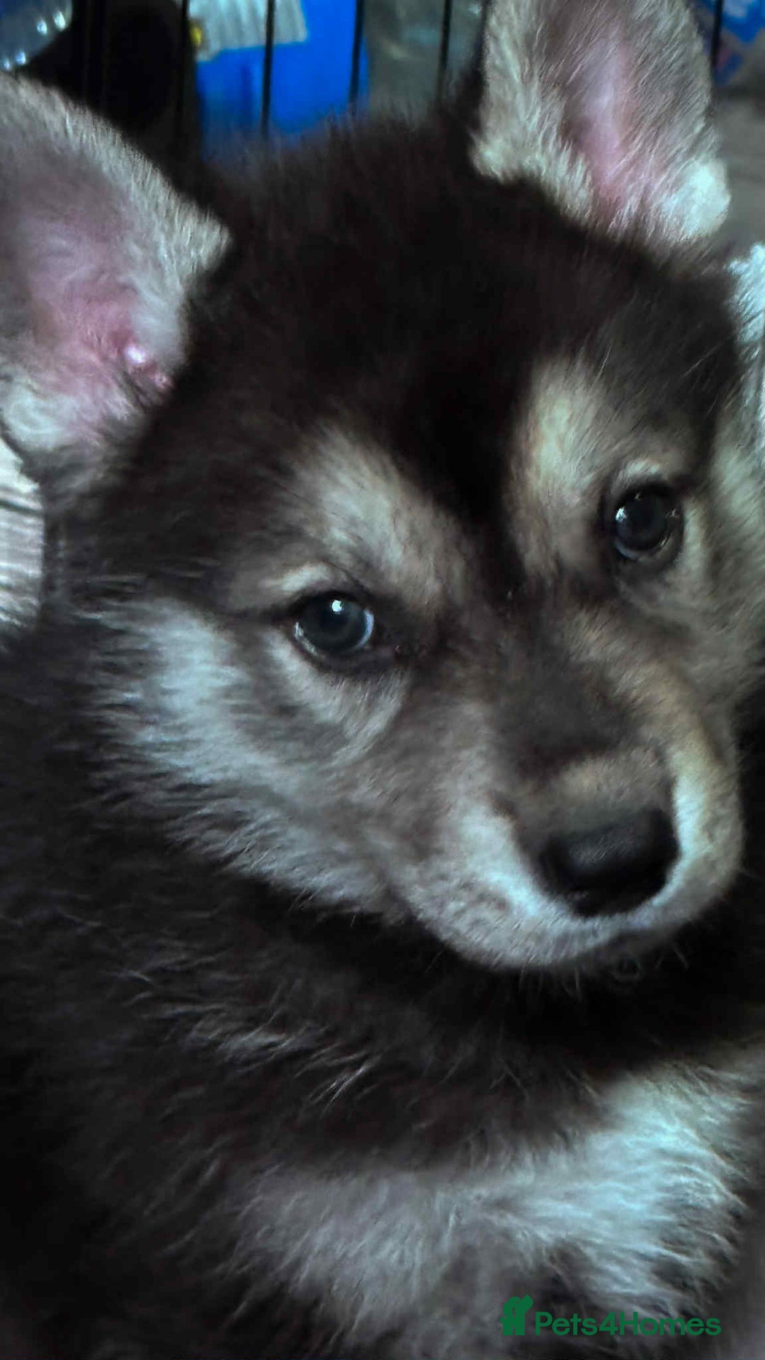 Shepsky dogs for sale: Siberian husky hybrids  - Image 33