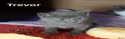 Russian Blue cats for sale: Russian Blue Cross Boy Kitten – Trevor - Advert 13
