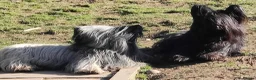 Skye Terrier dogs for sale: K.C Registered Skye Terrier pups in Haddington - Advert 3