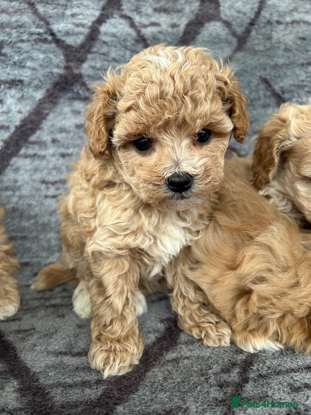 Maltipoo dogs for sale: Toy maltipoo Ready to leave soon in Dagenham - Advert 14