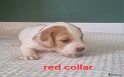 Cocker Spaniel dogs for sale: Beautiful cocker spaniel puppies - Image 8