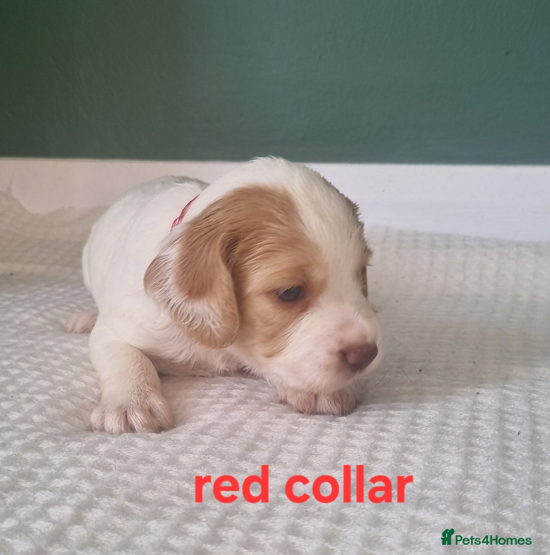 Cocker Spaniel dogs for sale: Beautiful cocker spaniel puppies - Image 8