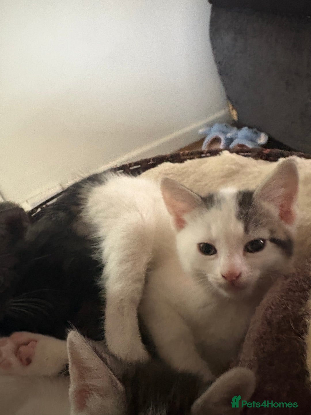 Mixed Breed cats for sale: Beautiful mixed breed kittens - Image 12