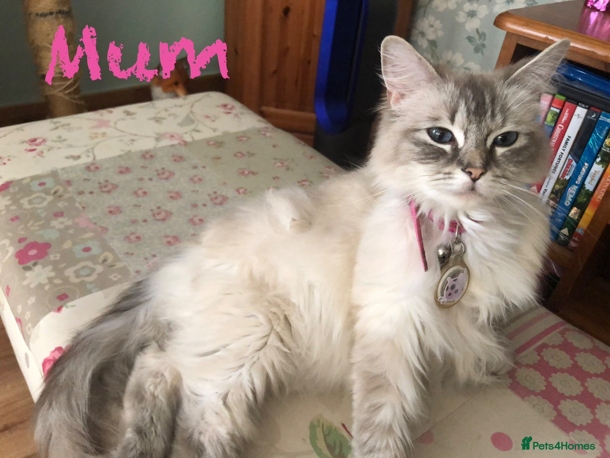 Ragdoll cats Blue point female ragdoll, ready now  - Advert 2