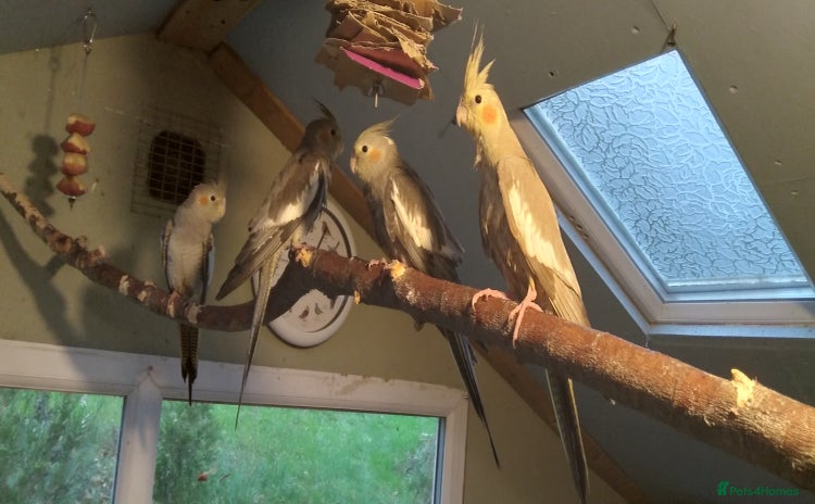 Cockatiels birds - Advert 1