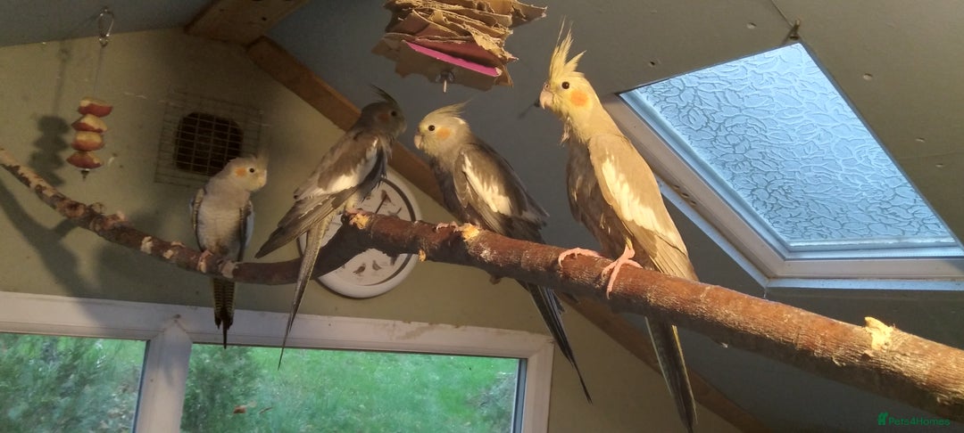 Cockatiels birds for sale: Lovely  cockatiels  - Image 1