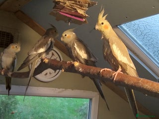 Cockatiels birds - Advert 22