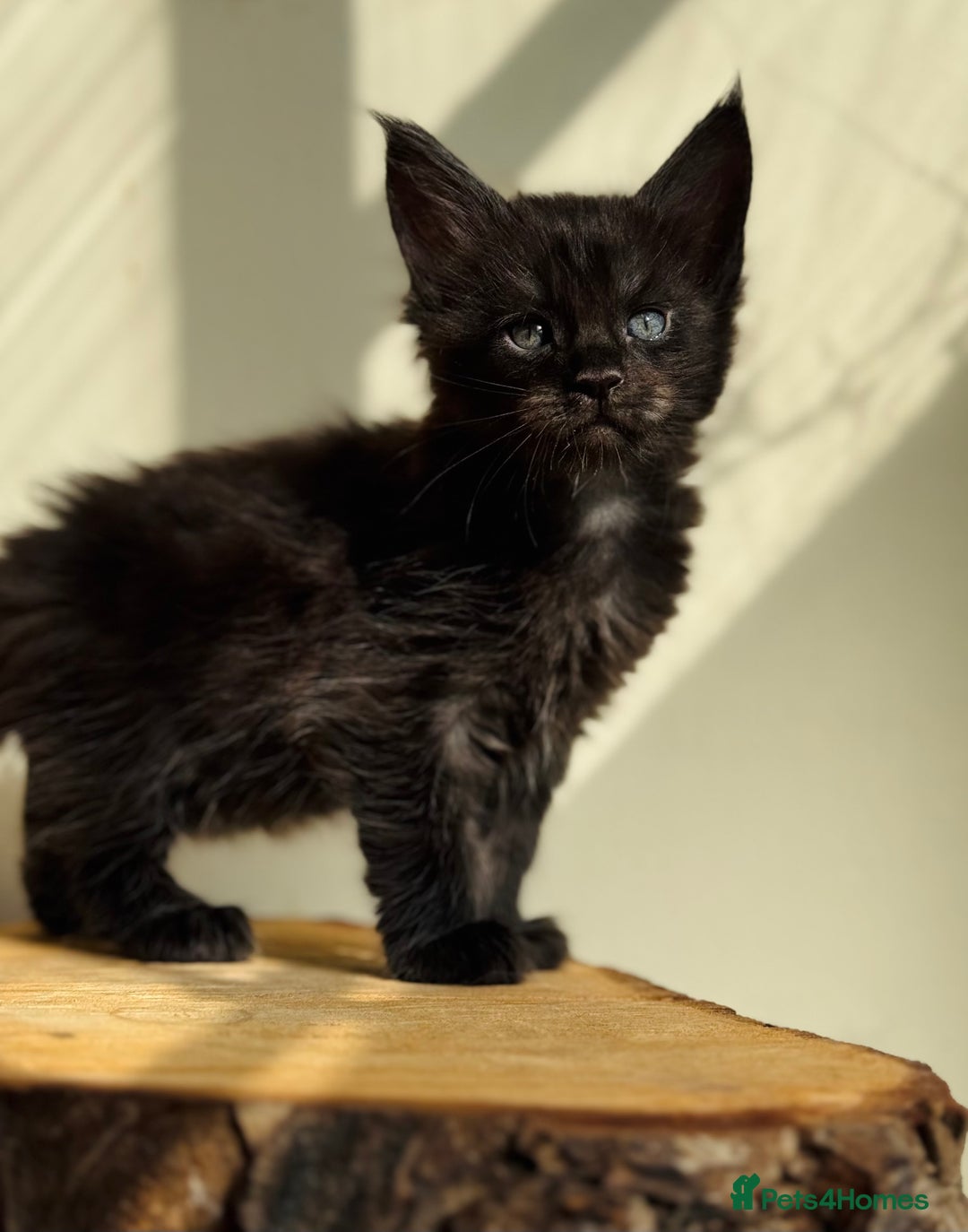 Maine Coon cats for sale: Beautiful pure bred Maine Coon kittens - Image 37