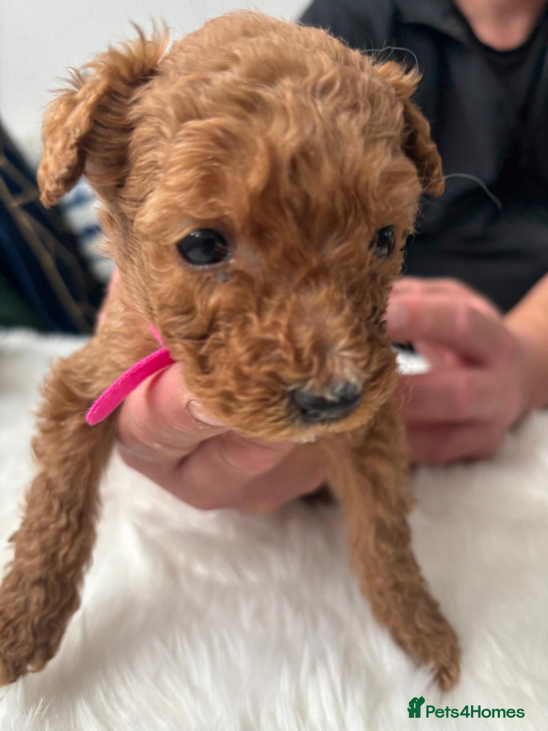 Goldendoodle dogs for sale: F1Goldendoodel puppies now ready for new home  - Advert 14