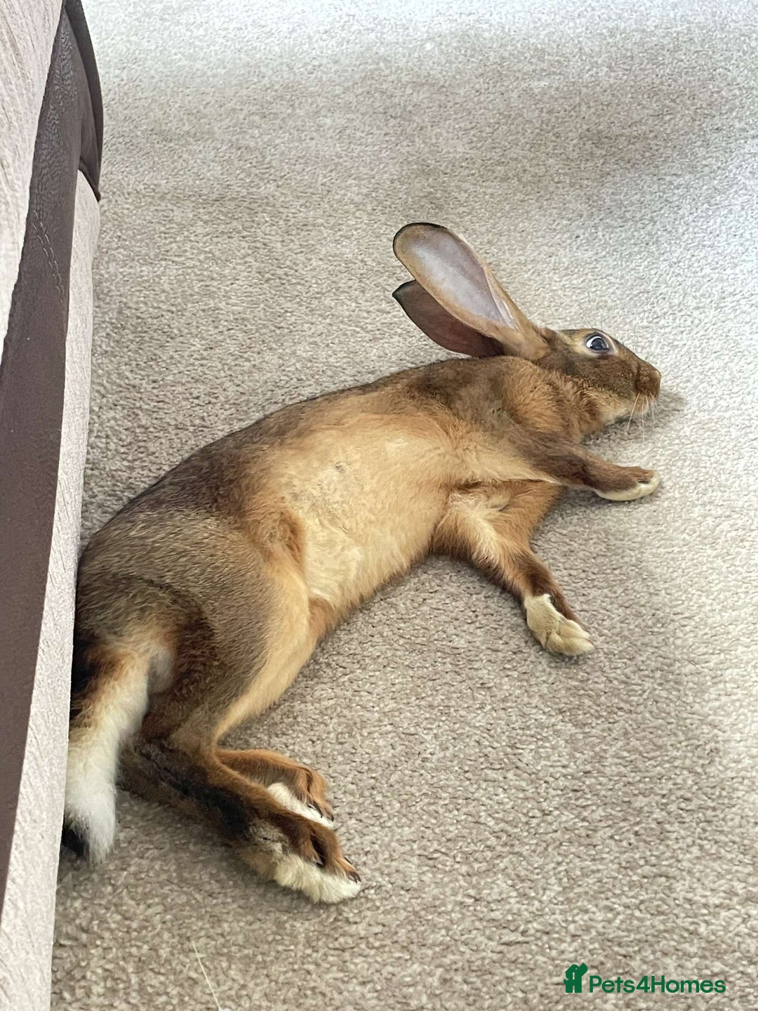 Belgian Hares rabbits for sale: Belgian hare 7 months old - Advert 3