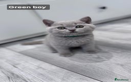 British Shorthair cats for sale: Champion line British Shorthair kittens  - Image 7