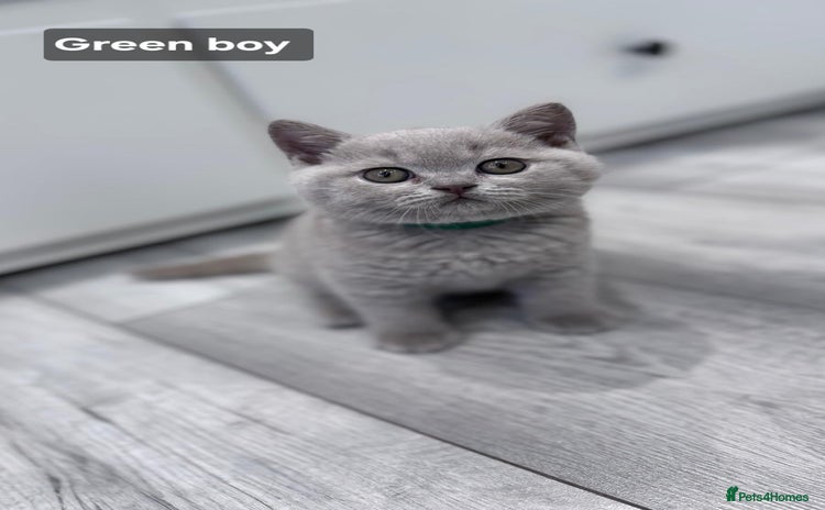 British Shorthair cats - Advert 10