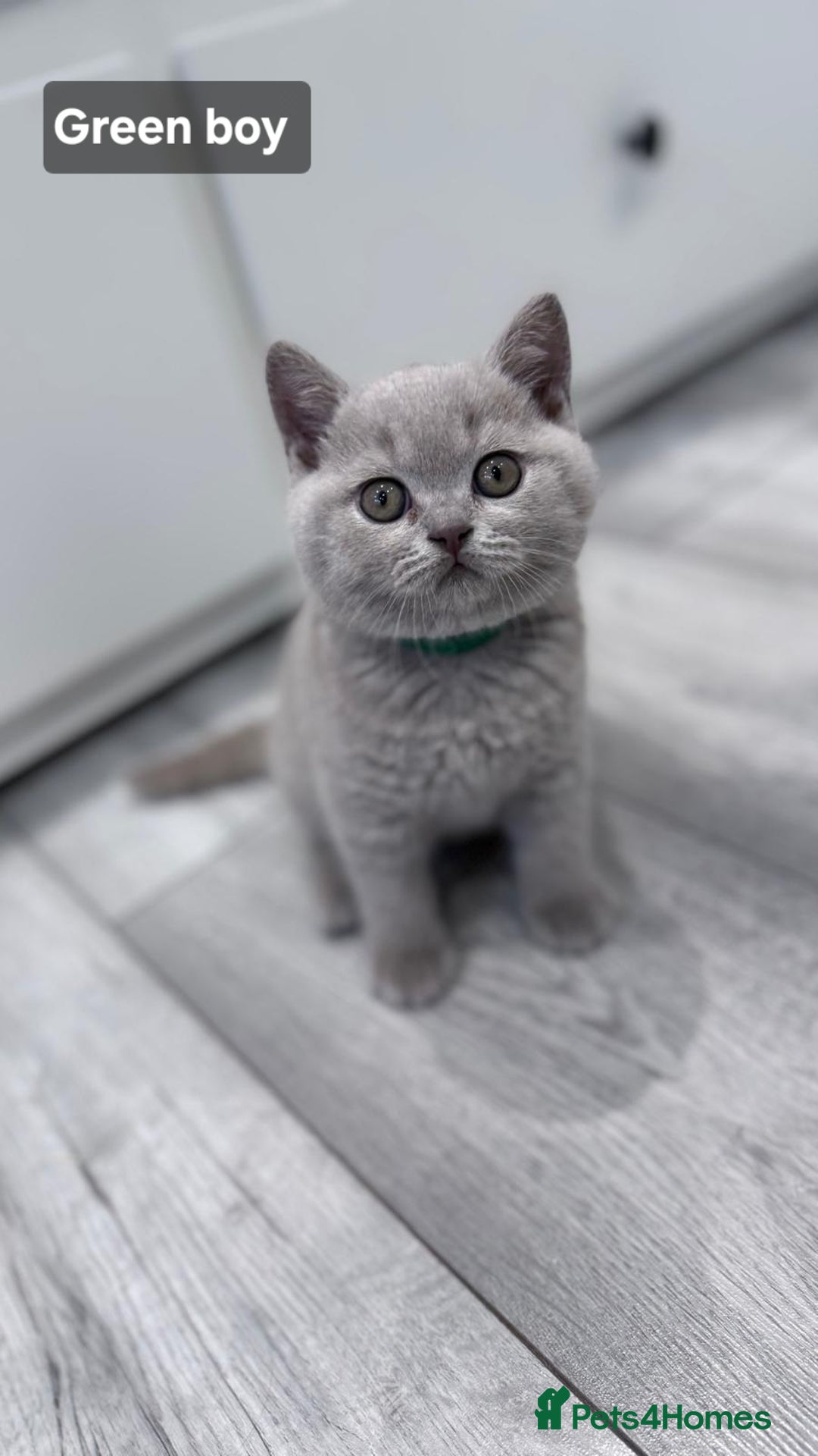 British Shorthair cats for sale: Champion line British Shorthair kittens  - Image 7