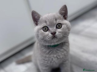 British Shorthair cats - Advert 28
