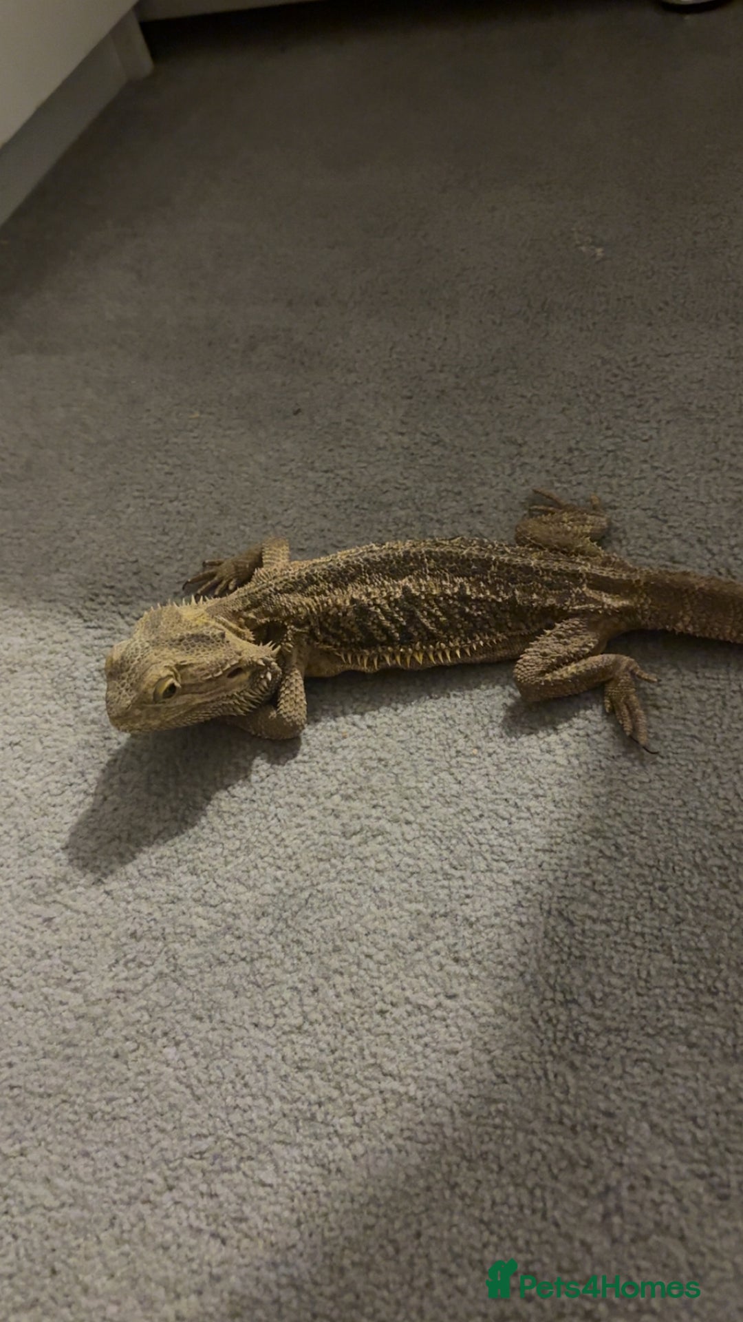 Bearded Dragon reptiles for sale: Bearded Dragon For Sale  - Advert 1