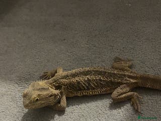 Bearded Dragon reptiles Bearded Dragon For Sale - Advert 1