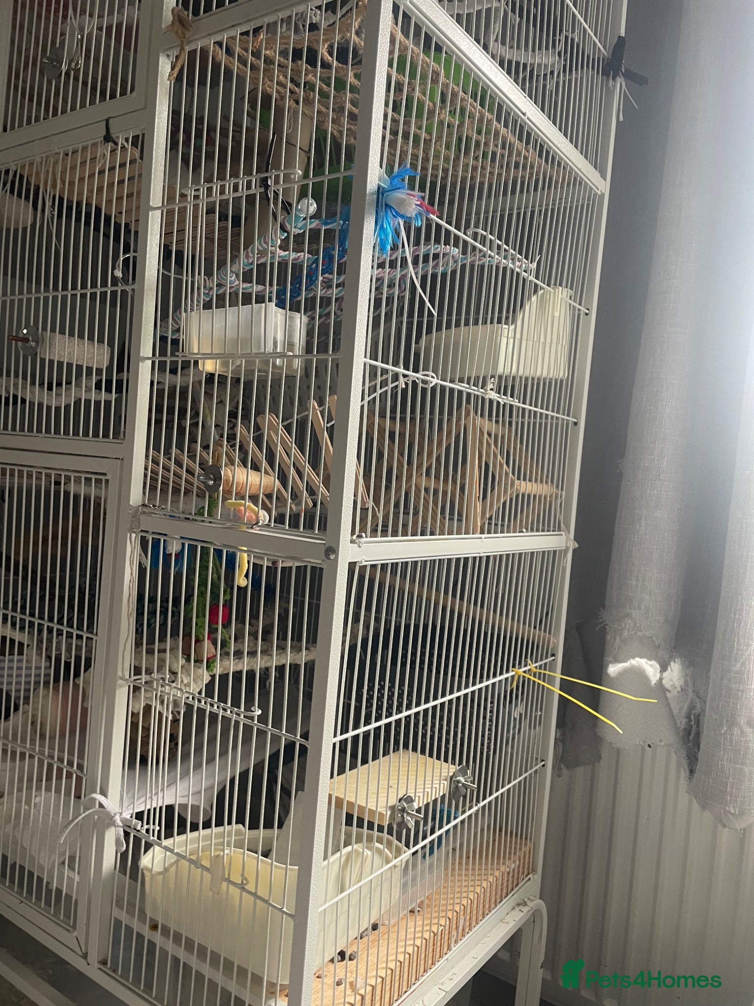 Rat rodents for sale: Four lovely rats looking for a forever home  - Advert 12